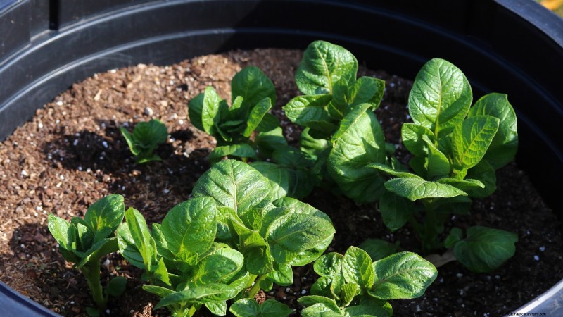 Grow Delicious Potatoes: 8 Expert Tips for a Bountiful Harvest