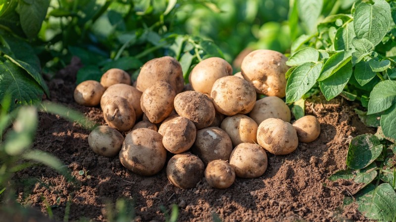 Grow Delicious Potatoes: 8 Expert Tips for a Bountiful Harvest