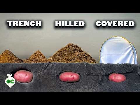 Grow Delicious Potatoes: 8 Expert Tips for a Bountiful Harvest