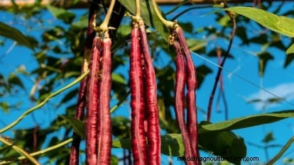Red Noodle Beans: Planting, Growing & Harvesting - A Complete Guide