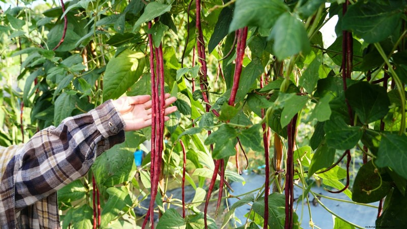 Red Noodle Beans: Planting, Growing & Harvesting - A Complete Guide