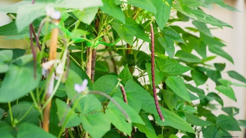 Red Noodle Beans: Planting, Growing & Harvesting - A Complete Guide