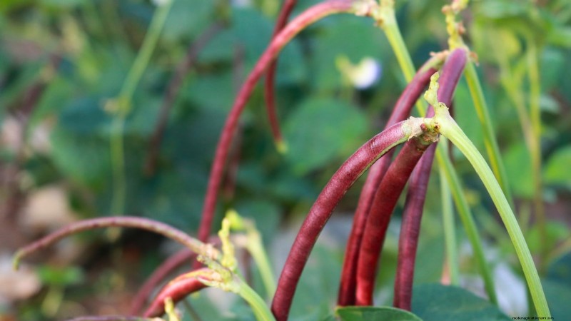 Red Noodle Beans: Planting, Growing & Harvesting - A Complete Guide