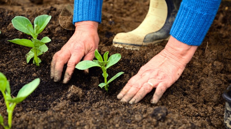 Red Noodle Beans: Planting, Growing & Harvesting - A Complete Guide