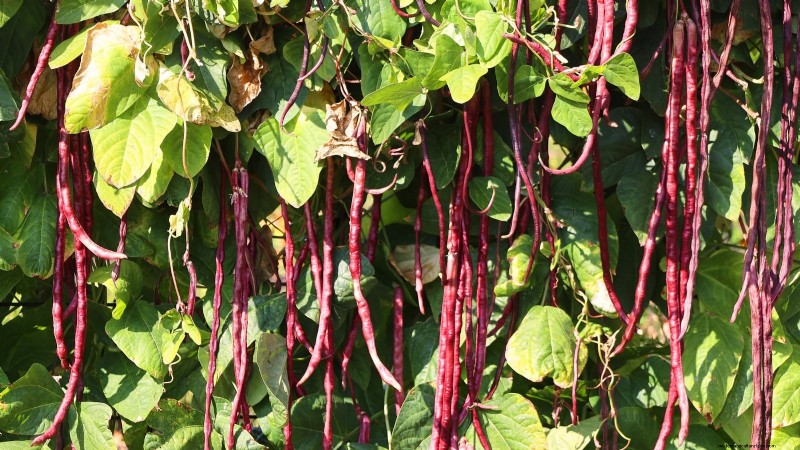 Red Noodle Beans: Planting, Growing & Harvesting - A Complete Guide