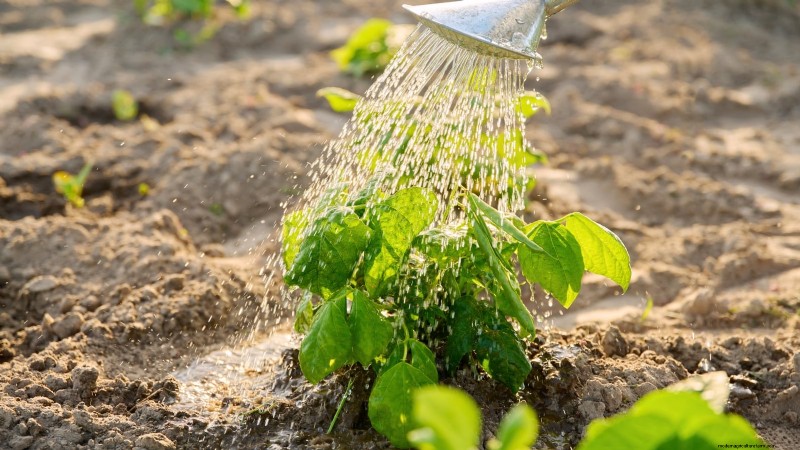 Red Noodle Beans: Planting, Growing & Harvesting - A Complete Guide