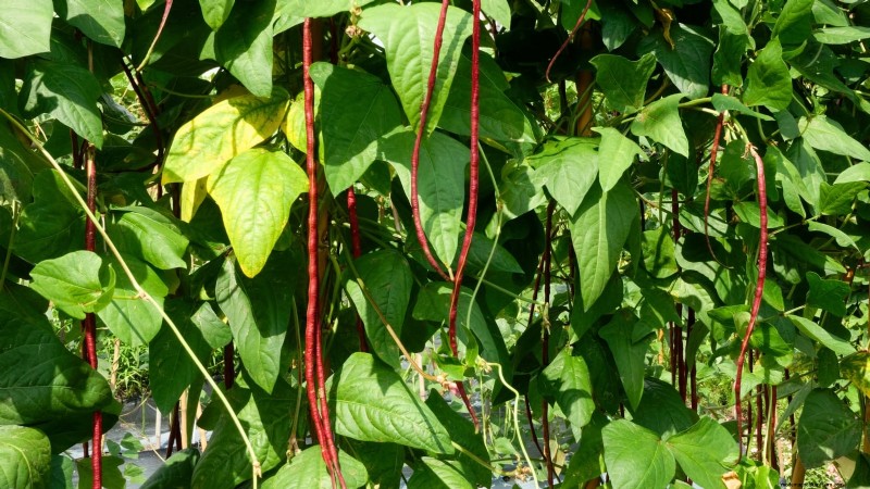 Red Noodle Beans: Planting, Growing & Harvesting - A Complete Guide