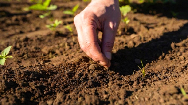 Red Noodle Beans: Planting, Growing & Harvesting - A Complete Guide