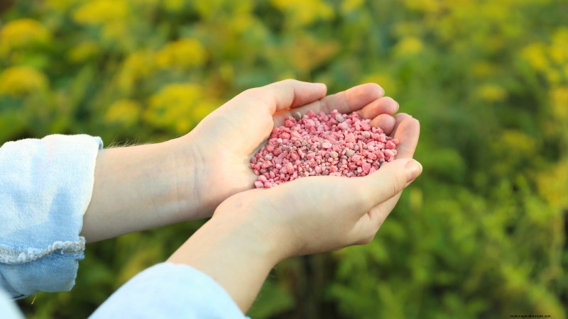 Red Noodle Beans: Planting, Growing & Harvesting - A Complete Guide