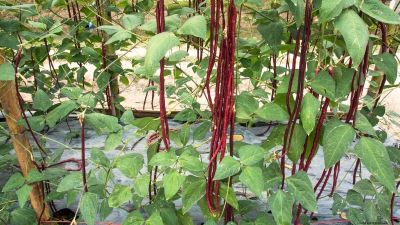 Red Noodle Beans: Planting, Growing & Harvesting - A Complete Guide