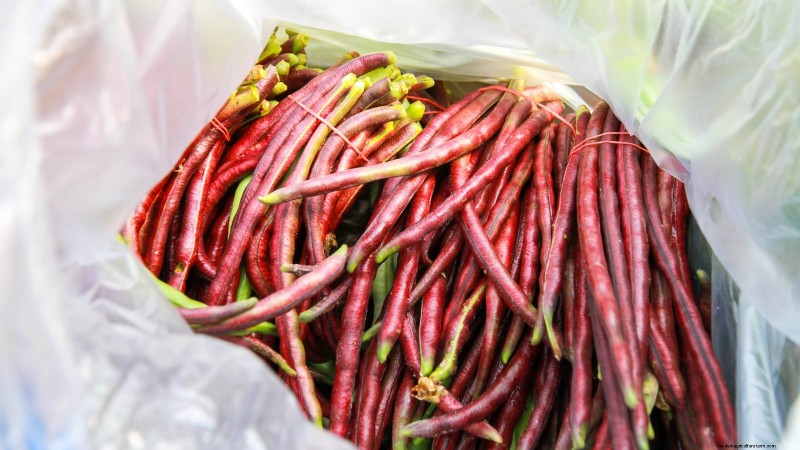 Red Noodle Beans: Planting, Growing & Harvesting - A Complete Guide