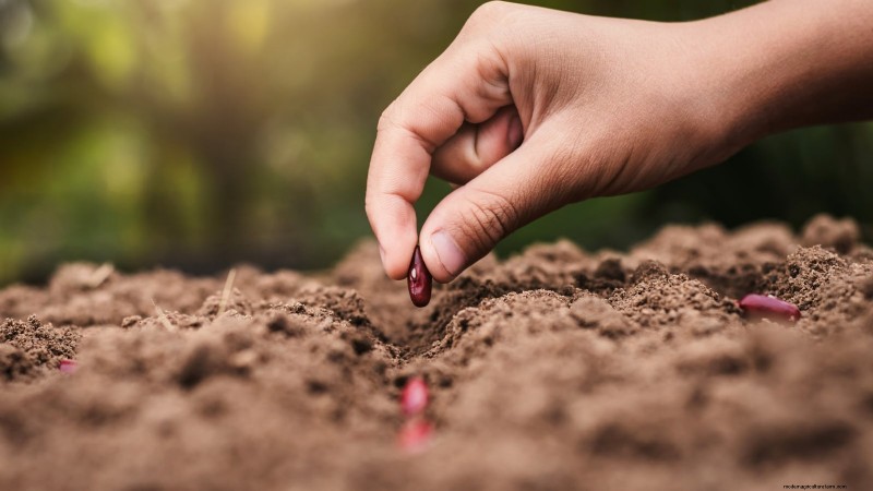 Red Noodle Beans: Planting, Growing & Harvesting - A Complete Guide