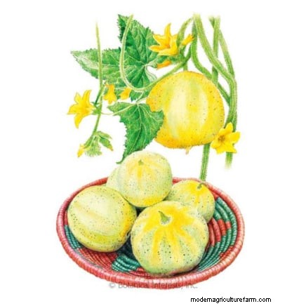 Grow Delicious Cucumbers: 9 Expert Tips for a Bountiful Harvest