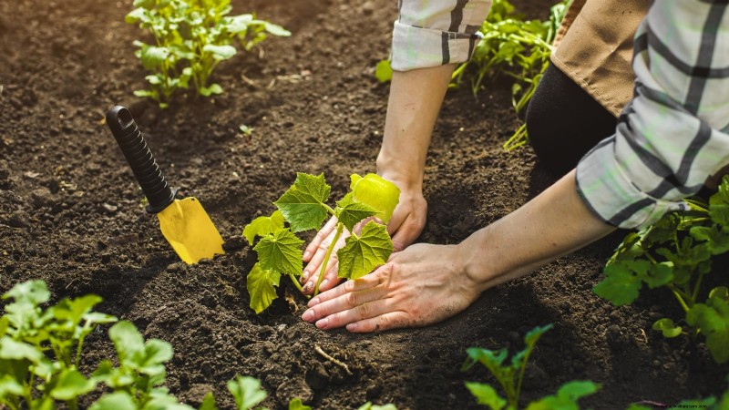 Grow Delicious Cucumbers: 9 Expert Tips for a Bountiful Harvest