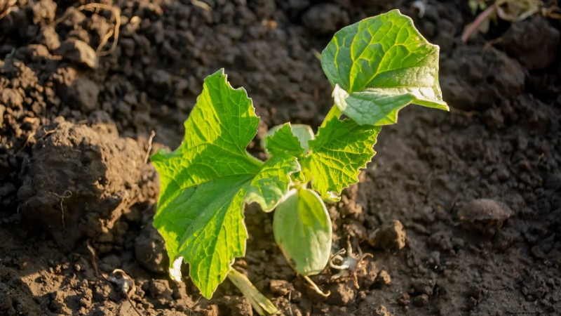 Grow Delicious Cucumbers: 9 Expert Tips for a Bountiful Harvest
