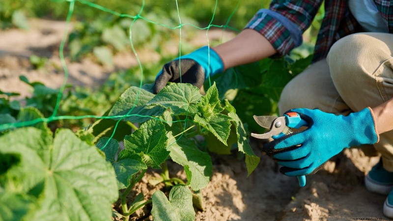 Grow Delicious Cucumbers: 9 Expert Tips for a Bountiful Harvest
