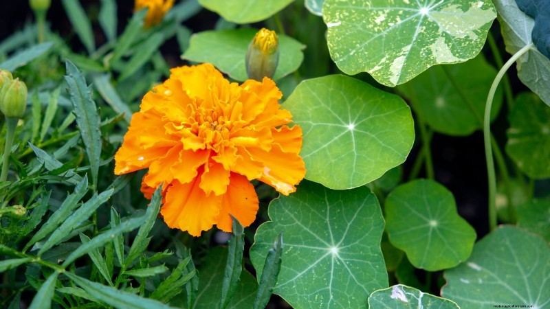 Grow Delicious Cucumbers: 9 Expert Tips for a Bountiful Harvest