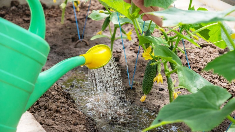 Grow Delicious Cucumbers: 9 Expert Tips for a Bountiful Harvest