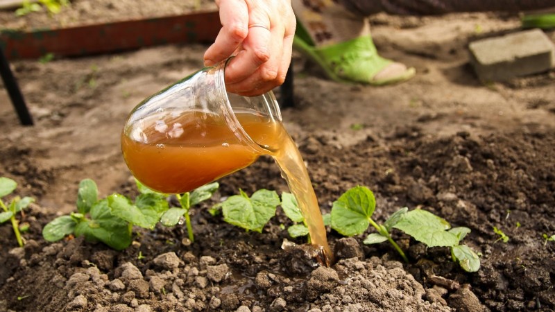 Grow Delicious Cucumbers: 9 Expert Tips for a Bountiful Harvest