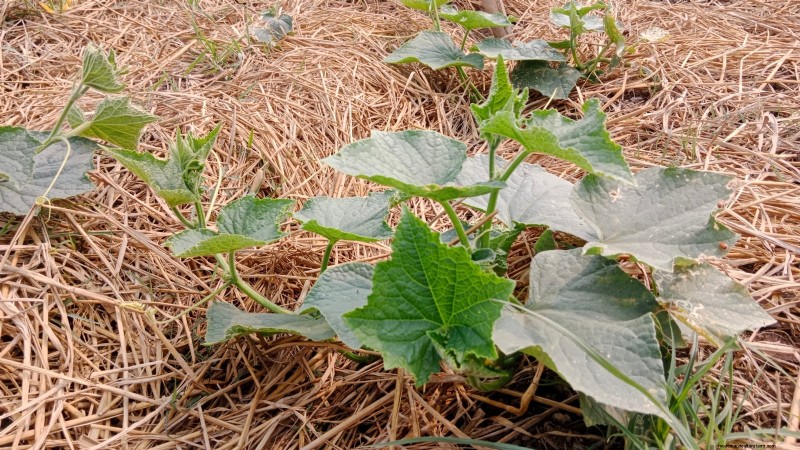 Grow Delicious Cucumbers: 9 Expert Tips for a Bountiful Harvest