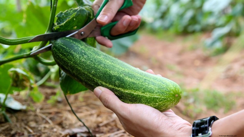 Grow Delicious Cucumbers: 9 Expert Tips for a Bountiful Harvest