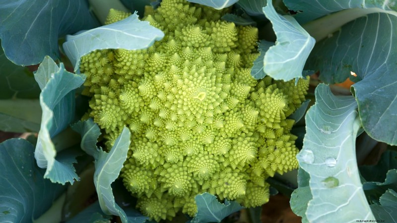 Romanesco Broccoli: Planting, Growing & Expert Care Guide