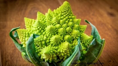 Romanesco Broccoli: Planting, Growing & Expert Care Guide