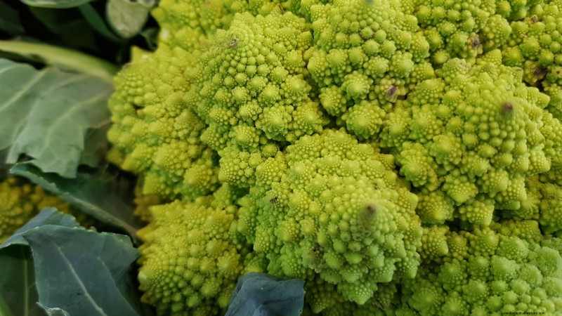 Romanesco Broccoli: Planting, Growing & Expert Care Guide