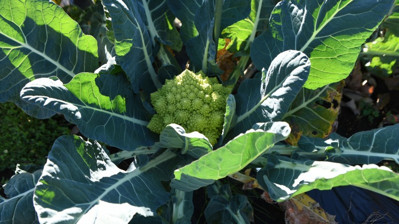 Romanesco Broccoli: Planting, Growing & Expert Care Guide