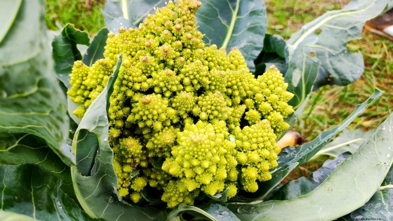 Romanesco Broccoli: Planting, Growing & Expert Care Guide