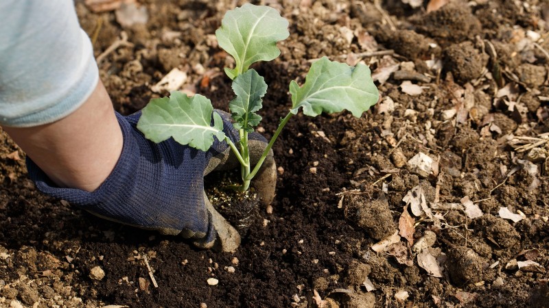 Romanesco Broccoli: Planting, Growing & Expert Care Guide