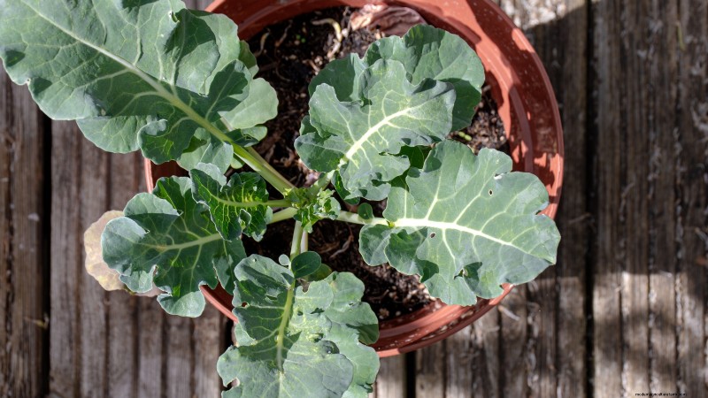 Romanesco Broccoli: Planting, Growing & Expert Care Guide