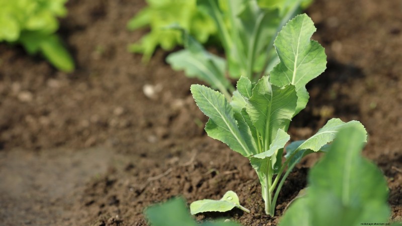 Romanesco Broccoli: Planting, Growing & Expert Care Guide