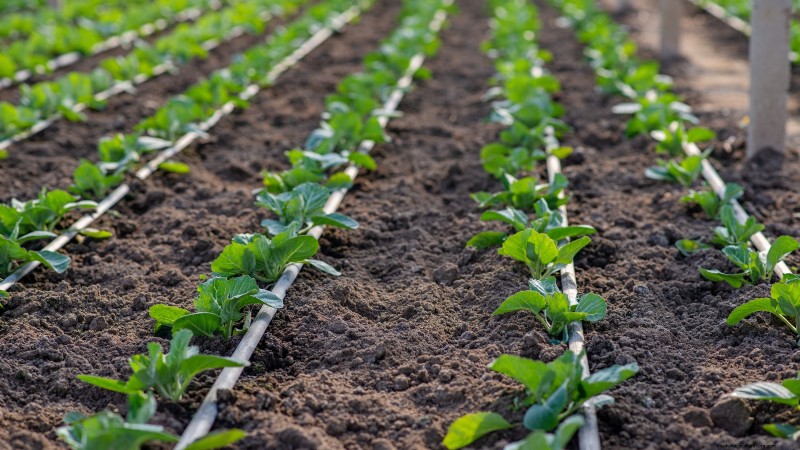 Romanesco Broccoli: Planting, Growing & Expert Care Guide
