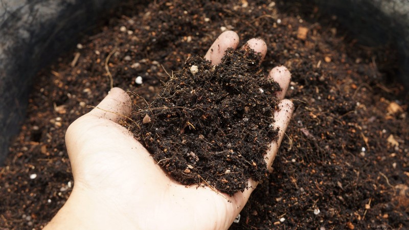 Romanesco Broccoli: Planting, Growing & Expert Care Guide