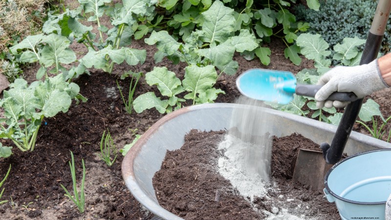 Romanesco Broccoli: Planting, Growing & Expert Care Guide