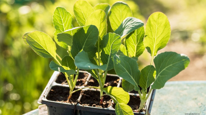 Romanesco Broccoli: Planting, Growing & Expert Care Guide