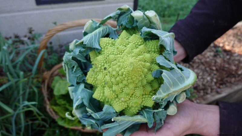 Romanesco Broccoli: Planting, Growing & Expert Care Guide