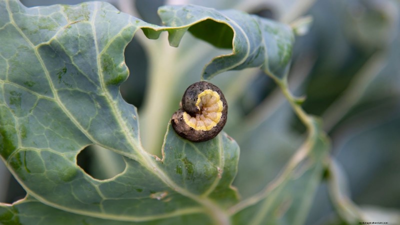 Romanesco Broccoli: Planting, Growing & Expert Care Guide