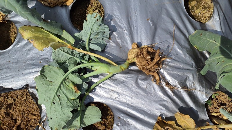 Romanesco Broccoli: Planting, Growing & Expert Care Guide