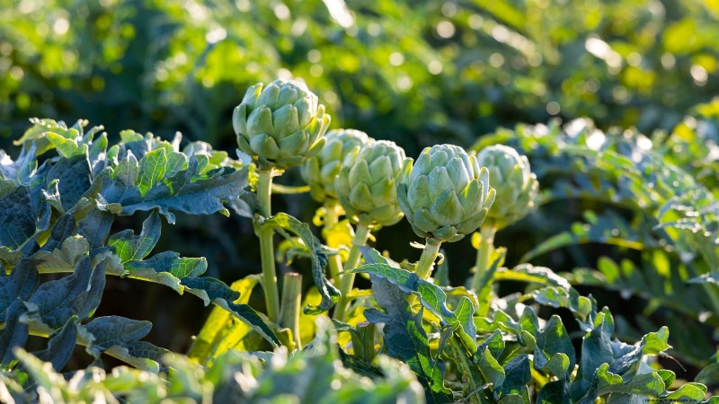Rabbit-Resistant Vegetables: Grow a Garden Safe from Bunnies
