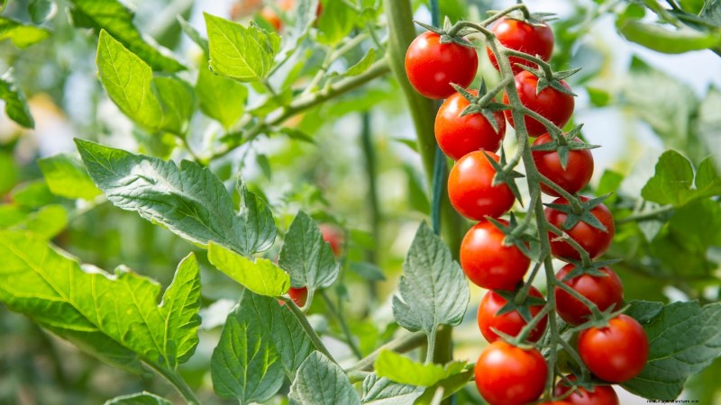 Rabbit-Resistant Vegetables: Grow a Garden Safe from Bunnies