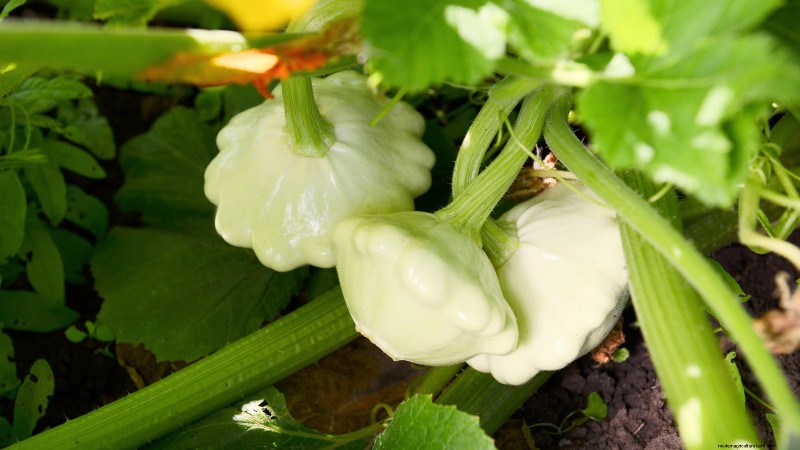 Rabbit-Resistant Vegetables: Grow a Garden Safe from Bunnies
