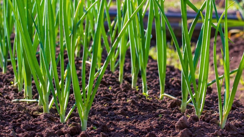 Rabbit-Resistant Vegetables: Grow a Garden Safe from Bunnies
