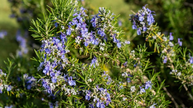 Rabbit-Resistant Vegetables: Grow a Garden Safe from Bunnies