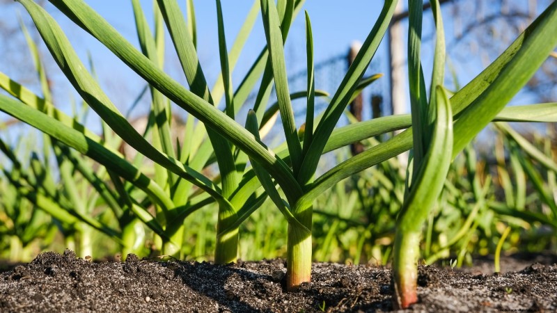 Rabbit-Resistant Vegetables: Grow a Garden Safe from Bunnies