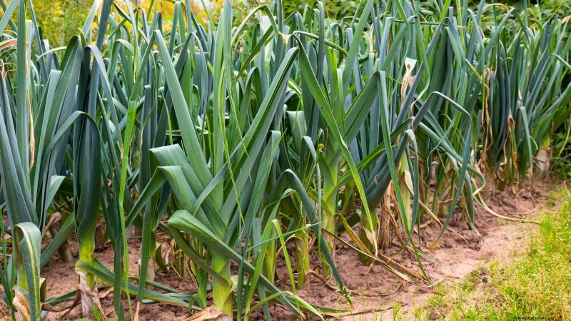 Rabbit-Resistant Vegetables: Grow a Garden Safe from Bunnies