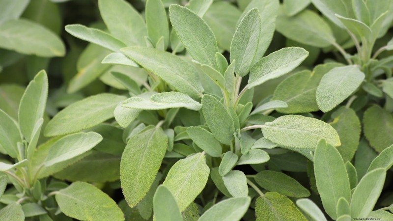 Rabbit-Resistant Vegetables: Grow a Garden Safe from Bunnies