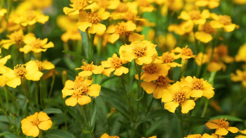 Rabbit-Resistant Vegetables: Grow a Garden Safe from Bunnies