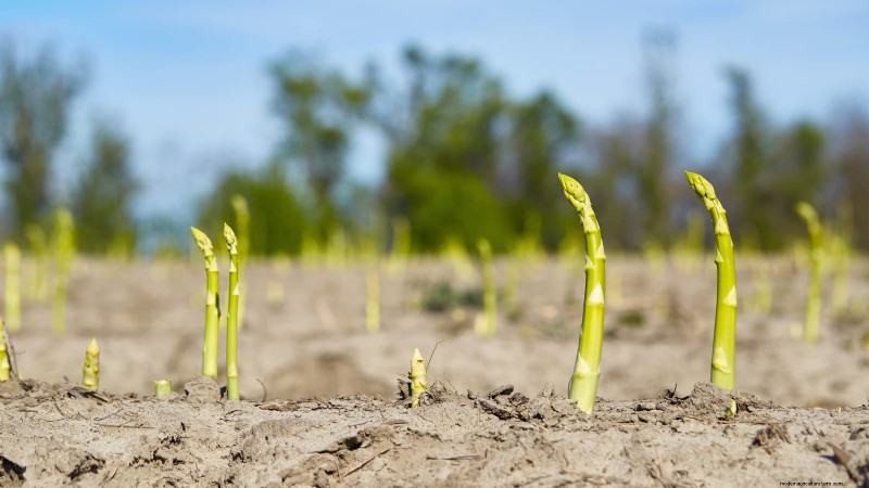 Rabbit-Resistant Vegetables: Grow a Garden Safe from Bunnies